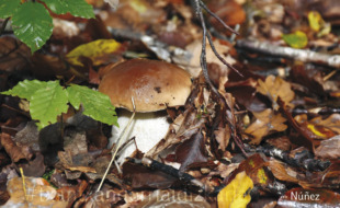 Un hongo en el bosque. Fotografía: Núñez - Txantxangorri