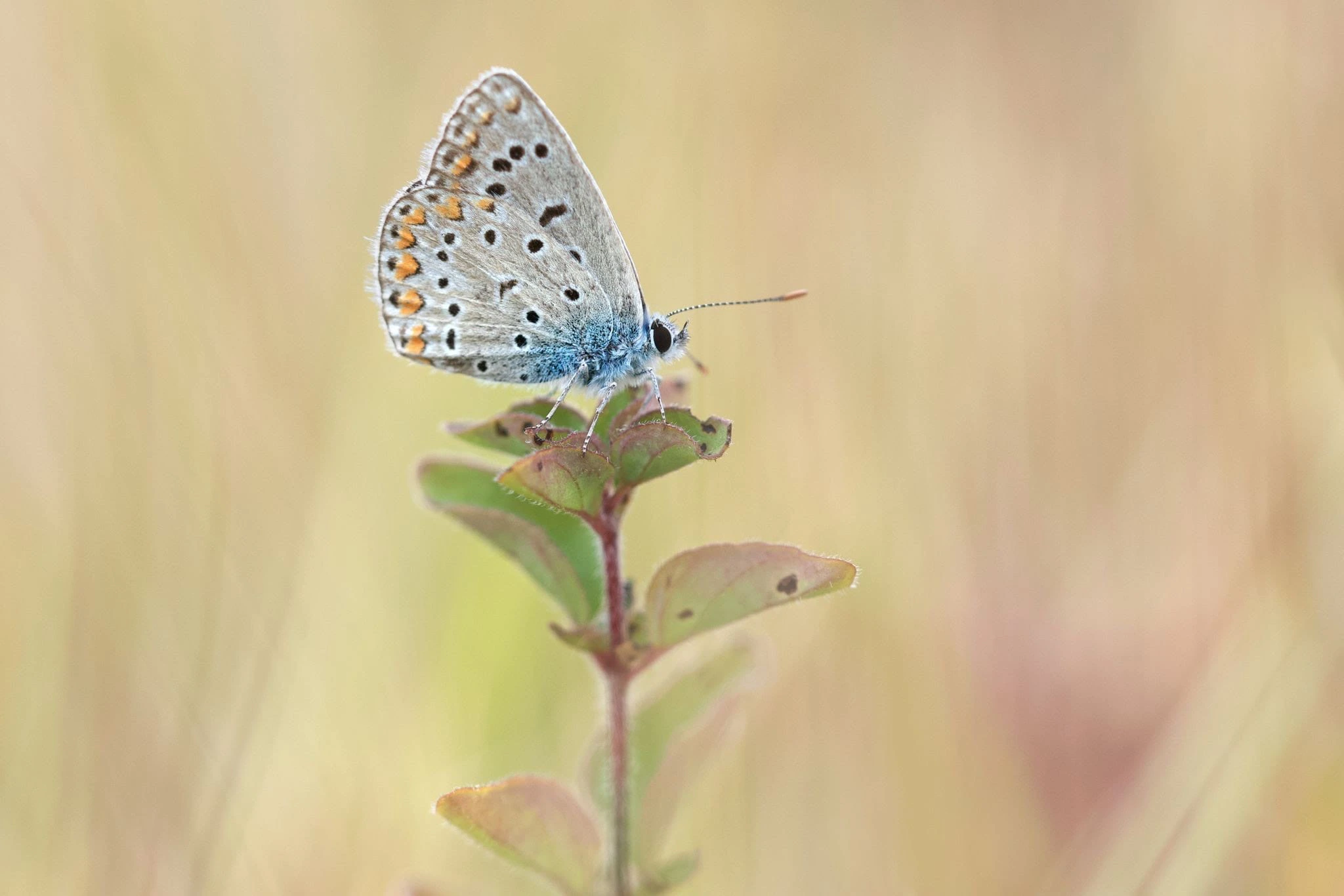 Tximeleten azterketa tailerra emango du Zerynthia elkarteak