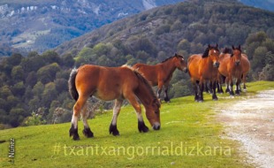 Recorrido de Otzaurte a Ultzama. Fotografía Luis Maria Núñez