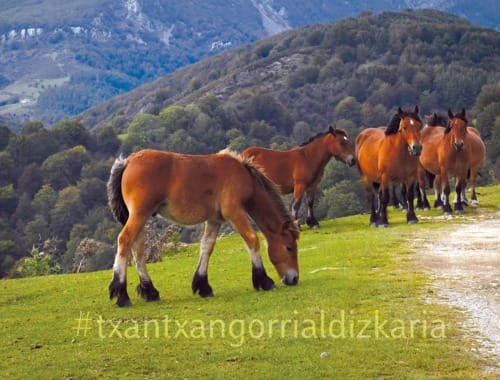 Recorrido de Otzaurte a Ultzama. Fotografía Luis Maria Núñez