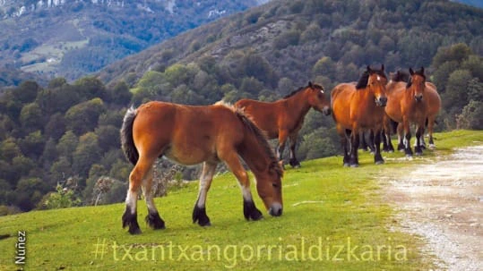 Recorrido de Otzaurte a Ultzama. Fotografía Luis Maria Núñez