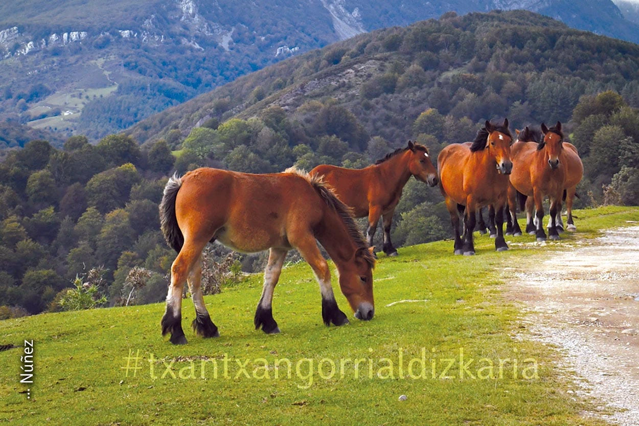 Recorrido de Otzaurte a Ultzama. Fotografía Luis Maria Núñez