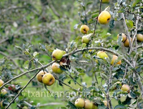 Manzanas para hacer sidra. Foto: L.M. Núñez