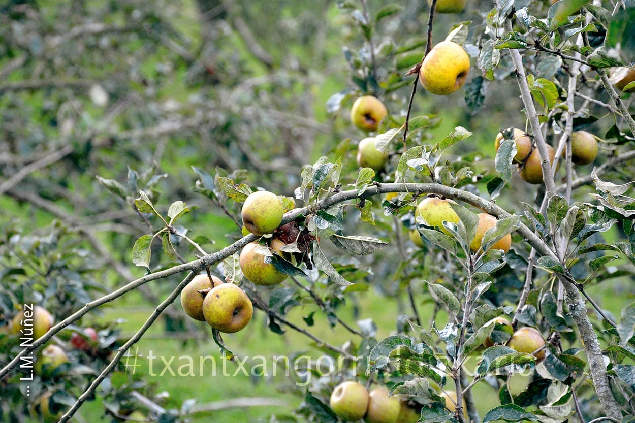 Manzanas para hacer sidra. Foto: L.M. Núñez